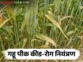 Wheat Crop Management : गहू पिकावरील करपा रोगासह किडींचे नियंत्रण कसे करावे? जाणून घ्या सविस्तर  - Marathi News | Latest News Wheat Crop Management How to control pests including carp disease on wheat crop Know in detail  | Latest agriculture News at Lokmat.com