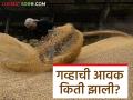 Gahu Bajarbhav : गहू बाजारात शरबती, लोकल गव्हाची चलती, वाचा काय दर मिळतोय? - Marathi News | Latest News Gahu Bajarbhav Sharbati or local wheat is in demand in market, see todays wheat market | Latest agriculture News at Lokmat.com