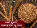 Gahu Market : एमपी, गुजरात, महाराष्ट्रात गव्हाचे दर कसे आहेत? जाणून घ्या सविस्तर  - Marathi News | Latest News gahu market see wheat prices in MP, Gujarat, Maharashtra Know in detail | Latest agriculture News at Lokmat.com