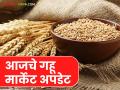 Gahu Bajar Bhav : पुणे, सोलापूर, मुंबई, अकोला बाजारात गव्हाला क्विंटलमागे काय दर मिळतोय? - Marathi News | Latest News gahu bajar Bhav see wheat market prices in Pune, Solapur, Mumbai, and Akola market | Latest agriculture News at Lokmat.com