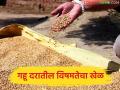 Gahu Bajarbhav : लोकवन अन् शरबतीपेक्षा 'या' गव्हाला डिमांड, बाजार समिती अन् खासगी मार्केटमध्ये काय दर  - Marathi News | latest news chandoshi wheat is higher than Lokvan and Sharbati, see today gahu bajarbhav | Latest agriculture News at Lokmat.com