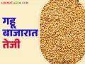 Gahu Bajar Bhav : नवीन गहू बाजारात आला, यंदा भाव तेजीत; कोणत्या गव्हाला काय मिळतोय दर? - Marathi News | Gahu Bajar Bhav : New wheat has come into the market, prices have increased this year; What price is being paid for which wheat? | Latest agriculture News at Lokmat.com