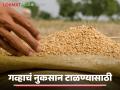 Gahu Sathvanuk : गहू दीर्घकाळ टिकवून ठेवण्यासाठी ‘या’ टिप्स नक्की ट्राय करा, वाचा सविस्तर  - Marathi News | Latest News Gahu Sathavnuk To preserve wheat for a long time, definitely try these tips, read in detail | Latest agriculture News at Lokmat.com
