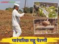 Wheat Sowing : पारंपरिक गहू पेरणी कशी केली जाते? जाणून घ्या सविस्तर  - Marathi News | Latest News Wheat Sowing How is traditional wheat sowing done Know in detail  | Latest agriculture News at Lokmat.com