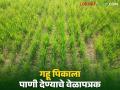 Gahu Pani Niyojan : गहू पिकाच्या उत्पादन वाढीसाठी कशा व किती लागतात पाण्याच्या पाळ्या - Marathi News | Gahu Pani Niyojan : How and how much water is needed to increase the production of wheat crop read in detail | Latest agriculture News at Lokmat.com