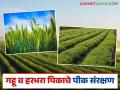Wheat, Harbhara Crops : गहू, हरभरा पिकाच्या उत्पादनात घट टाळण्यासाठी हे कराच, वाचा सविस्तर  - Marathi News | Latest News Wheat, Harbhara Crops to prevent decline in wheat and gram crop production, read in detail | Latest agriculture News at Lokmat.com