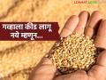 गहू साठवणूक करण्यापूर्वी हे करा, वर्षभर गव्हाला कीड लागणार नाही, वाचा पाच प्रभावी उपाय - Marathi News | Latest news before storing wheat, wheat will not be affected by pests throughout the year, read five effective solutions | Latest agriculture News at Lokmat.com