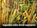 Gahu Tambera Management : गव्हावर नारंगी आणि काळा तांबेरा आलाय, असे करा व्यवस्थापन? जाणून घ्या सविस्तर  - Marathi News | Latest News Gahu Tambera Rog Wheat has copper rust, how to manage it Learn in detail | Latest agriculture News at Lokmat.com