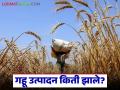 Wheat production : गहू उत्पादनात यंदा 3.16 लाख मे. टन उत्पादन अपेक्षित, सध्या कुठला गहू तेजीत  - Marathi News | Latest news Wheat production is expected to be 3.16 lakh MT this year, see wheat market prices | Latest agriculture News at Lokmat.com