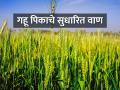 गहू पेरणीसाठी कोणते वाण निवडाल? - Marathi News | Which variety of wheat will you choose for sowing? | Latest agriculture News at Lokmat.com