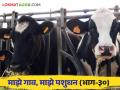 Livestock Management : गाई म्हशीतील असंसर्गजन्य गर्भपात कशामुळे होतो आणि तो कसा टाळावा? वाचा सविस्तर - Marathi News | What causes non-communicable abortion in cows and buffaloes and how can it be prevented? Read in detail | Latest agriculture News at Lokmat.com