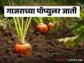 Gajar Lagwad : अधिक उत्पादन देणाऱ्या व लवकर काढणीला तयार होणाऱ्या गाजराच्या जाती - Marathi News | Gajar Lagwad : High yielding and early harvesting carrot varieties read in detail | Latest agriculture News at Lokmat.com