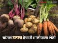 Vegetable Farmning : नोव्हेंबरमध्ये चार भाज्यांची लागवड करा, कमी दिवसांत चांगलं उत्पन्न मिळेल - Marathi News | Latest News Plant four vegetables in November that give higher yields in fewer days | Latest agriculture News at Lokmat.com