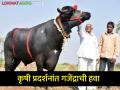 दीड टनाचा हिंद केसरी गजेंद्र पाहिलाय? - Marathi News | Have you seen one and a half ton Hind Kesari Gajendra? | Latest agriculture News at Lokmat.com