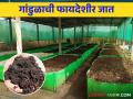 Gandul Khat : गांडूळ खत तयार करण्यासाठी गांडूळाच्या उपयुक्त जाती कोणत्या - Marathi News | Gandul Khat : Which species of earthworms are useful for making vermicompost? | Latest agriculture News at Lokmat.com