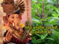 Ganesh Chaturthi 2025: गणेश चतुर्थीला बाप्पाला दूर्वा सोडून का वाहिली जाते तुळस? - Marathi News | Ganesh Chaturthi 2025: Why is Tulsi offered to Lord Ganesha on Ganesh Chaturthi? | Latest bhakti News at Lokmat.com