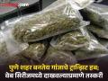 Pune Crime : पुणे शहर बनतेय 'उडता पंजाब'; कॉलेजपासून गांजाची झाली घुसखोरी सोसायटीपर्यंत - Marathi News | | Latest pune News at Lokmat.com