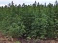 सिल्लोड तालुक्यात गांजा पेरणाऱ्या शेतकऱ्यास अटक  - Marathi News | farmer arrested who planted cannabis in Silloud taluka | Latest chhatrapati-sambhajinagar News at Lokmat.com
