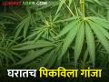 हायड्रोपोनिक्स तंत्रज्ञानाने पिकविला गांजा, मग पुढं काय झालं? - Marathi News | How Hydroponics Technology Grows Canbbis What Happened Next? | Latest agriculture News at Lokmat.com