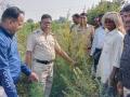 शेतात केली गांजाच्या झाडांची लागवड, ४९ झाडे जप्त - Marathi News | Cultivation of cannabis plants in the field, 49 trees confiscated | Latest akola News at Lokmat.com