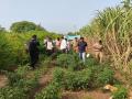 साडेतीन क्विंटल गांज्याच्या झाडासह एक जणाला अटक - Marathi News | One person arrested with three and a half quintals of ganja plant | Latest latur News at Lokmat.com