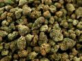 दाेन काेटींचे चरस; ३६ किलाे गांजा जप्त - Marathi News | 36 kg of cannabis seized three arrested | Latest mumbai News at Lokmat.com