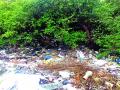 कांदळवनांना कचऱ्याचे ग्रहण - Marathi News | Kandlavana receives the trash | Latest raigad News at Lokmat.com