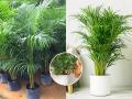 नर्सरीतून आणलेला हिरवागार एरिका पाम सुकला? 'ही' गोष्ट लगेच बदला, झाड वाढेल जोमानं भरभर - Marathi News | gardening tips for Areca Palm, how to prepare soil mix for areca palm, why does areca palm dries and dies within few weeks | Latest sakhi News at Lokmat.com