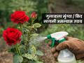 गुलाबाच्या रोपावर बारीक किडे- मुंग्या, पानांनाही छिद्रं पडली? ४ उपाय- झाडंही वाढेल जोमानं आणि येतील फुलंच फुलं - Marathi News | gardening tips for rose plant, home made fertilizer for rose plant, how to remove ants, white bugs, powdery mildew on rose plant | Latest sakhi News at Lokmat.com