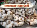राज्यात लसणाचे उत्पादन कशामुळे होतंय कमी वाचा सविस्तर - Marathi News | Why is the production of garlic less in the state read in detail | Latest agriculture News at Lokmat.com