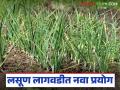 Garlic Farming : लसूण लागवडीत क्रांती! 'या' नव्या पद्धतीने शेतकऱ्याचा जबरदस्त फायदा - Marathi News | latest news Garlic Farming: Revolution in garlic cultivation! This new method brings tremendous benefits to farmers | Latest agriculture News at Lokmat.com