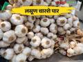 Lasun Market : लसणाची नवी आवक घटली दिवाळीपर्यंत भाव खाणार - Marathi News | Lasun Market: The new arrival of garlic will decrease price goes up till Diwali | Latest agriculture News at Lokmat.com