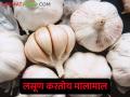 लसणाला मिळतोय विक्रमी भाव; वर्षभरात दरात दुप्पट वाढ - Marathi News | Garlic fetches record prices; Rate doubles in a year | Latest agriculture News at Lokmat.com
