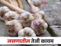 Garlic Market हंगामाच्या सुरुवातीपासूनच लसणाची दरवाढ होण्यास सुरुवात; मिळतोय विक्रमी दर - Marathi News | Garlic Market; The price of garlic starts increasing from the beginning of the season; get good market price | Latest agriculture News at Lokmat.com