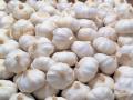 बारामतीत लसणाला उच्चांकी २८० रुपये प्रतिकिलो 'भाव' - Marathi News | In Baramati, the highest price of garlic is 280 rupees per kg. | Latest pune News at Lokmat.com