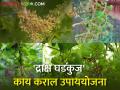 हवामान बदल आणि द्राक्ष पिकातील घडकुज कसे कराल व्यवस्थापन? - Marathi News | How to manage Bunch rot in grape crop? | Latest agriculture News at Lokmat.com