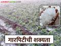 राज्यात पुढील दोन दिवस या भागात मेघगर्जनेसह पाऊस व गारपिटीची शक्यता - Marathi News | Thunderstorms and hail are likely in these areas of the state for the next two days | Latest agriculture News at Lokmat.com