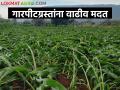 अवेळी पाऊस, गारपीटमुळे झालेले नुकसान, मिळणार वाढीव दराने नुकसान भरपाई - Marathi News | Damage due to unseasonal rain, hail, will be compensated at an increased rate | Latest agriculture News at Lokmat.com
