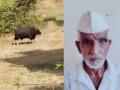 Kolhapur: गव्यांच्या हल्ल्यात जखमी झालेल्या शेतकऱ्याचा मृत्यू, महिन्यात तिसरी घटना  - Marathi News | Farmer injured in gaur attack dies in Kisrul Panhala taluka kolhapur | Latest kolhapur News at Lokmat.com