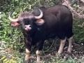 Kolhapur News: गव्याने केलेल्या हल्ल्यात बाप-लेकासह तिघे जखमी - Marathi News | Three people injured in attack by a gaur in Panhala Kolhapur | Latest kolhapur News at Lokmat.com