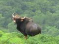 Sindhudurg: इन्सुलीत गव्याच्या धडकेत दुचाकीस्वार जखमी - Marathi News | Biker injured in Bison collision with in Insuli | Latest sindhudurga News at Lokmat.com