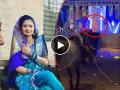 हे काय नवीन! गौतमी पाटीलचा चक्क 'बावऱ्या' बैलासमोर डान्स, Video व्हायरल - Marathi News | dancer Gautami Patil dances in front of bull in an event video went viral | Latest filmy News at Lokmat.com