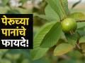पेरूच नाही तर पेरूची पाने खाऊनही मिळतात अनेक फायदे, डायबिटीस-कोलेस्टेरॉल होईल कंट्रोल! - Marathi News | Guava leaves can control diabetes, cholesterol and reduce cancer risk | Latest sakhi News at Lokmat.com
