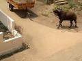 एकावर हल्लाः गल्ली बोळातून धावपळ, नानीबाई चिखलीत गव्याचा तब्बल सहा तास थरार - Marathi News | The village of Nanibai trembled for six hours | Latest kolhapur News at Lokmat.com