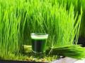 गव्हांकुर मस्त घरीच रुजवले तर.. - Marathi News | lockdown - DIY -wheat grass juice- healthy experiment at home | Latest urjaa News at Lokmat.com