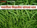 असू द्या कोणताही वार, बाजारात भाव खातेय गवार - Marathi News | any day in week, cluster bean prices in the market are going up | Latest agriculture News at Lokmat.com
