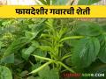Gavar Farming : गवार शेतीसाठी हे वाण भरघोस उत्पन्न देणारे, येथून करा बियाण्यांची खरेदी  - Marathi News | Latest News gavar farming These varieties give high yields for guar farming, buy seeds from here | Latest agriculture News at Lokmat.com
