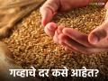 Wheat Market : गव्हाचे दर गडगडले, मुंबई, पुणे मार्केटला काय दर मिळतोय? - Marathi News | Latest News Wheat market Local wheat arrivals are high in Mumbai see gahu bajarbhav | Latest agriculture News at Lokmat.com