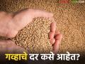 Gahu Market : कोणत्या गव्हाला चांगला दर मिळतोय, कुठून होतेय सर्वाधिक आवक, वाचा सविस्तर  - Marathi News | Latest news Gahu Market Which wheat is getting good price read in detail | Latest agriculture News at Lokmat.com