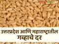 Wheat Market : जिथं गव्हाचं सर्वाधिक ऊत्पादन, तिथं गव्हाचे बाजारभाव कसे? जाणून घ्या सविस्तर  - Marathi News | Latest News wheat Market Wheat prices in markets in Uttar Pradesh and Maharashtra and oothe market yard check here details | Latest agriculture News at Lokmat.com